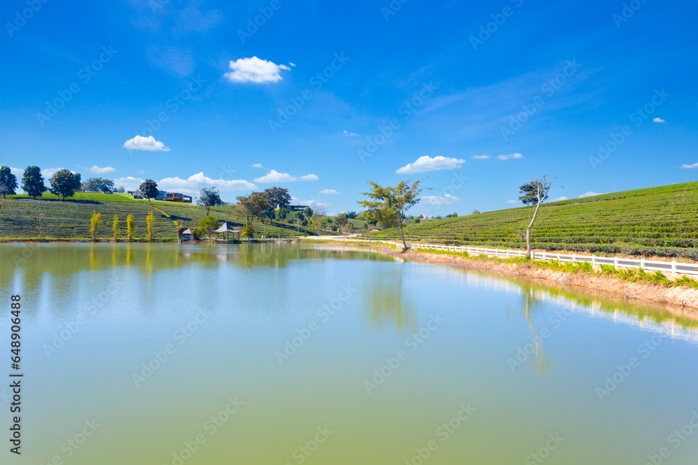 Fototapeta premium The Beautiful fresh green tea plantation at north, Thailand.