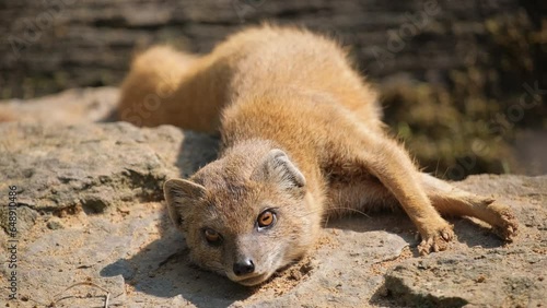 A baby mongoose fox in a natural park looks into the camera lens. Close up photo