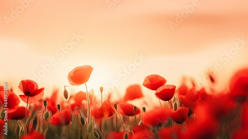 Beautiful nature background with red poppy flower © Jodie