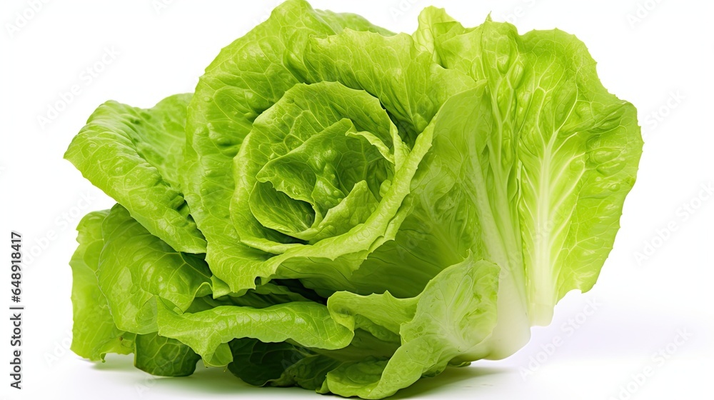 Lettuce Lactuca sativa on White background, HD Lettuce Lactuca sativa on White background, HD