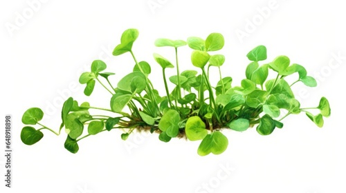 Watercress Nasturtium officinale on White background, HD