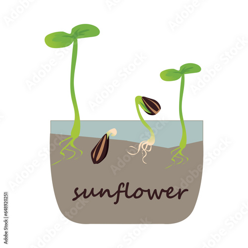 Sunflower microgreen. Green sprouts. Growing seed steps. Organic healthy food. Seedling with leaves and roots. Vegetable germination. Seedlings for planting in garden vector illustration