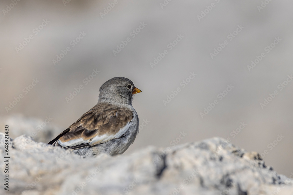 Alpine Snowfinch (Montifringilla nivalis) on a rock at high altitude in the Dolomites (Italy) Alpine Snowfinch (Montifringilla nivalis) on a rock at high altitude in the Dolomites (Italy)
