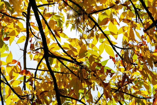 Yellow maple tree leaves composition over sky. Autumn scene  yellow trees and leaves. Autumn leaves on the sun.