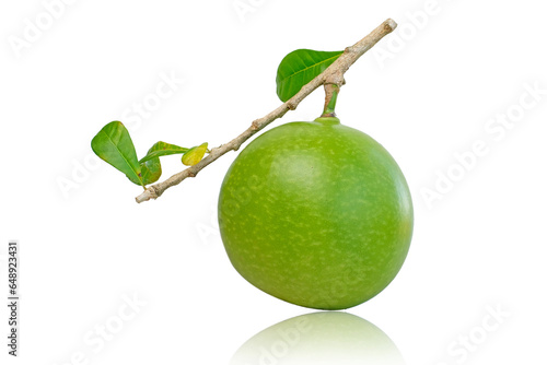 Green Calabash Cujete Crescentia fruit isolated on a white background photo