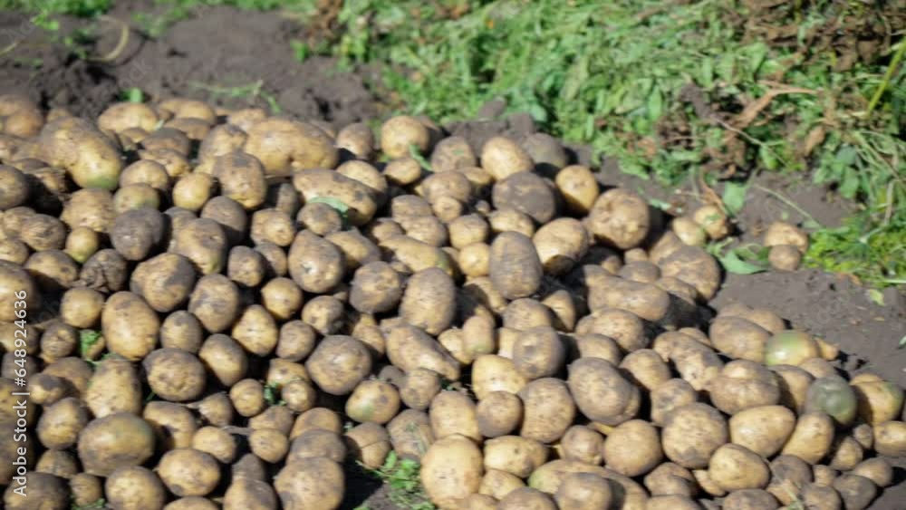 Harvesting potato crops in september. organic farming, autumn, harvest season. Digging up potatoes in garden. Harvesting potato crops in september. organic farming, autumn, harvest season. Digging up potatoes in garden.