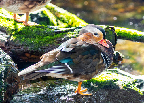 Canvas Print Male Mandarin Duck (Aix galericulata) at National Botanic Park, Dublin, Ireland