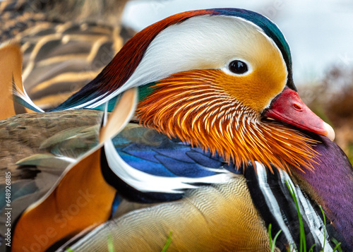 Photography Male Mandarin Duck (Aix galericulata) at National Botanic Park, Dublin, Ireland
