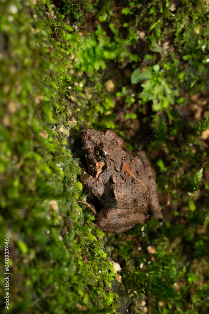 Macro photo of Small Tree Frog climbing up Macro photo of Small Tree Frog climbing up