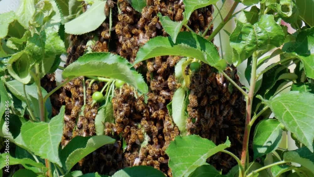 Bees flying on their hive on a blossom tree. Flying insect for pollination of flowers. Honey bees working hive Bees flying on their hive on a blossom tree. Flying insect for pollination of flowers. Honey bees working hive