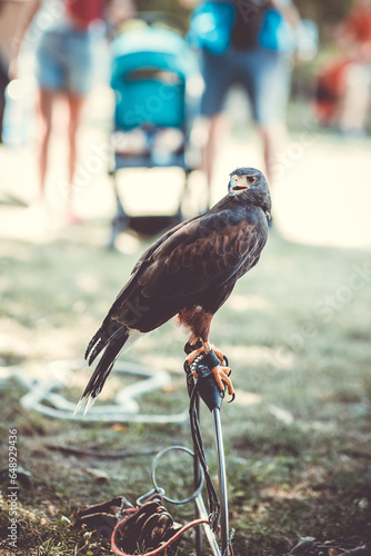 Beautiful eagle