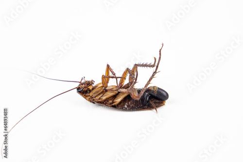 Dead cockroach with eggs still attached isolated on white background
