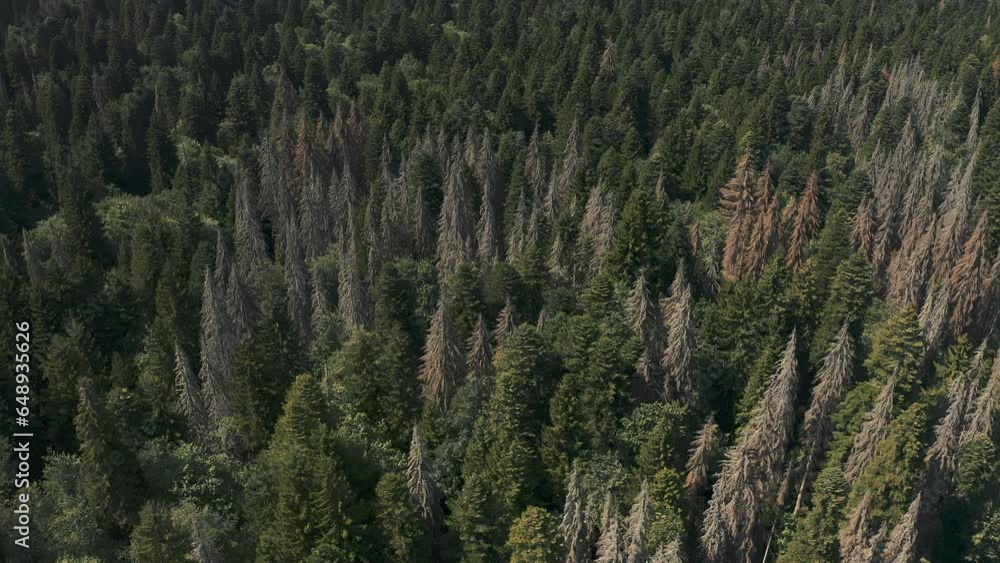 Dense autumn forest drone video, lots of trees. Dense autumn forest drone video, lots of trees.
