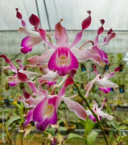 pink orchid flower