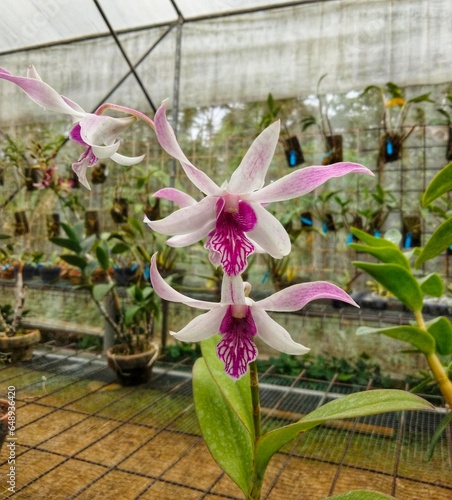 orchid in the garden