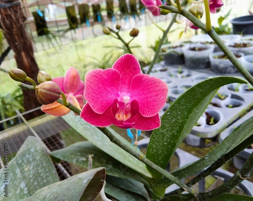 pink orchid flower