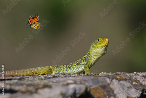 Curious male ocellated lizard (Timon lepidus) watching a butterfly. Scary and colorful green and blue lizard eating prey. Wild reptile from Spain feeding on a flying insect. Interaction among species