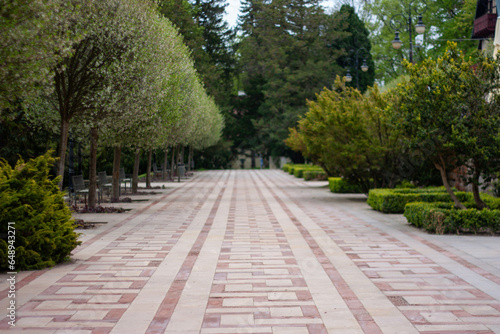 Wybrukowana aleja drzew