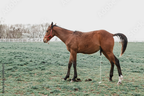 Fototapeta Horse urinating in a field