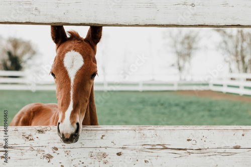 Young horse peeking true a fense