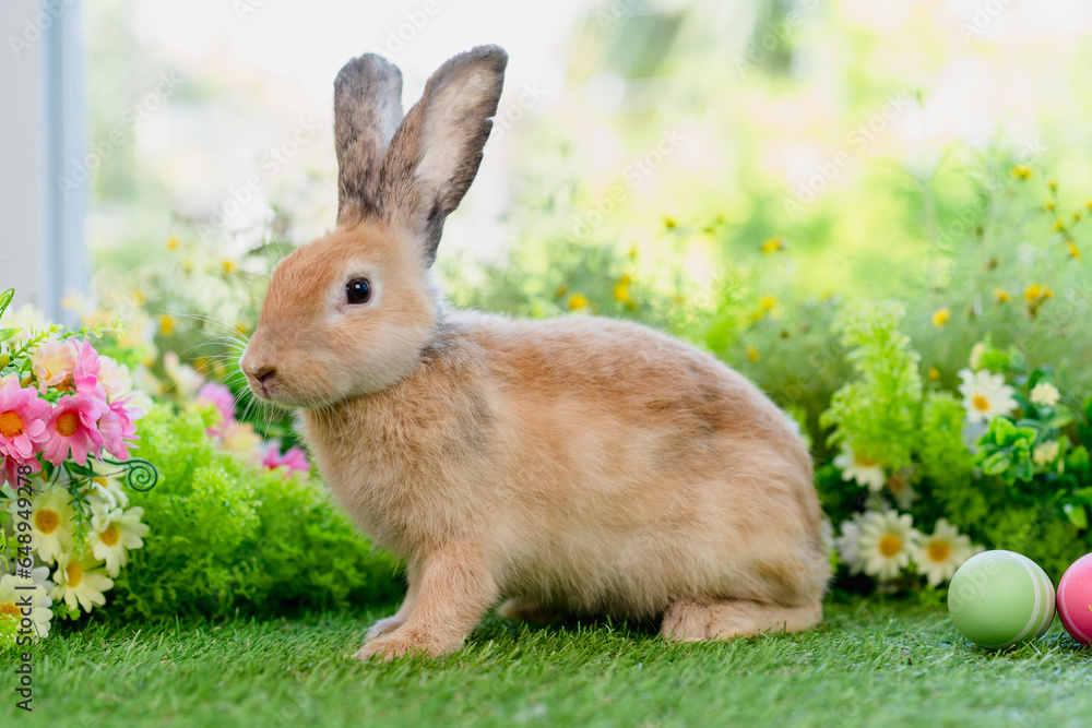Fototapeta premium adorable brown rabbit with black eyes sitting on green grass in home garden with natural blurred background, young fluffy Easter bunny little pet playing at daisy lawn park on spring summer day