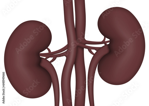 Human kidneys anatomy isolated on white background. Vector illustration.