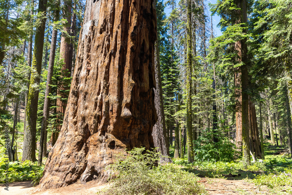 Sequoia National Park in California Sequoia National Park in California