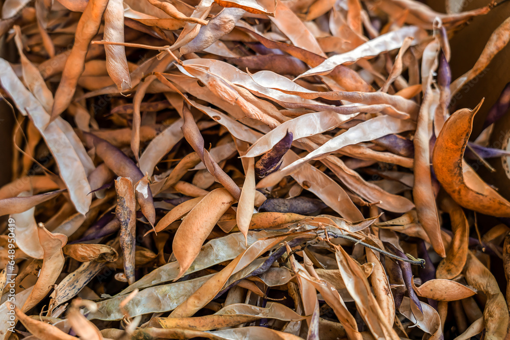 dried beans with husk, background texture 