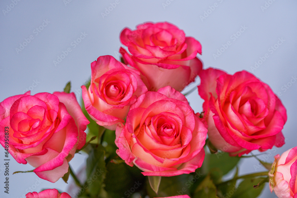 Bouquet of pink rose flowers close up,flat lay Bouquet of pink rose flowers close up,flat lay