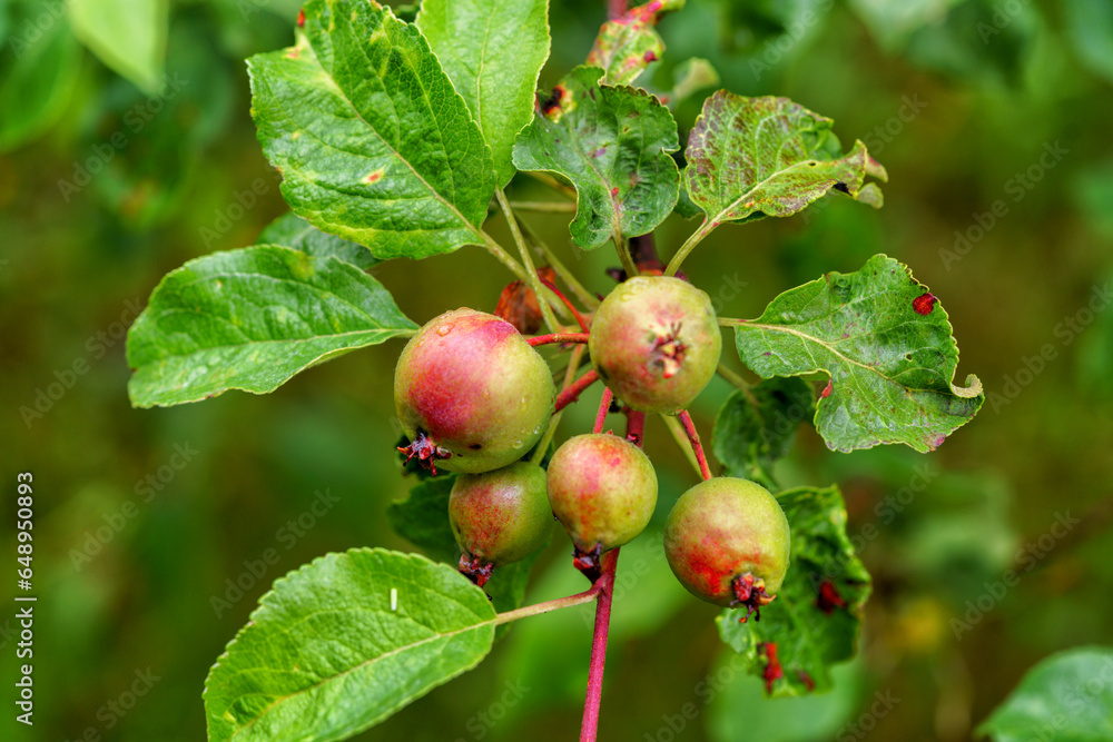 Ripening apples on an apple tree in the garden. Ripening apples on an apple tree in the garden.