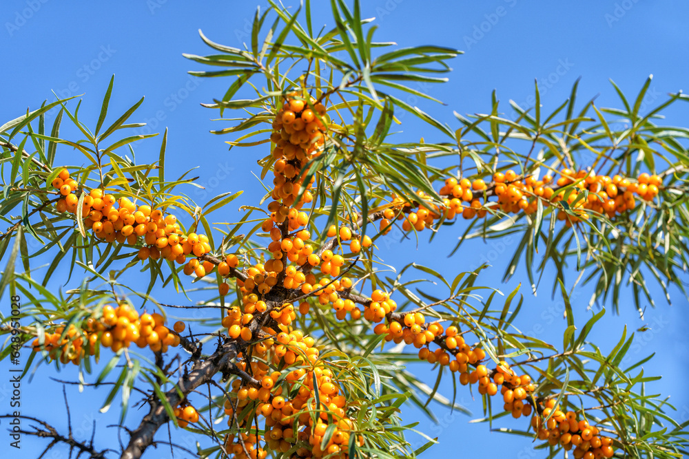 Bunches of yellow sea buckthorn on a tree against a blue autumn sky Bunches of yellow sea buckthorn on a tree against a blue autumn sky