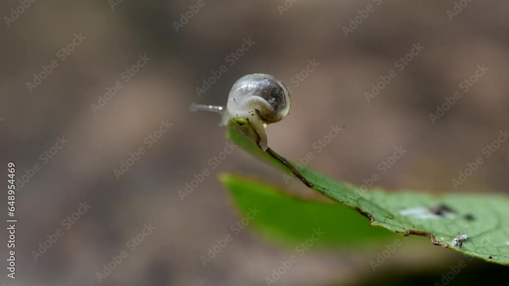 Small baby snail with a transparent shell and a visible beating heart climbing a leaf macro footage Small baby snail with a transparent shell and a visible beating heart climbing a leaf macro footage