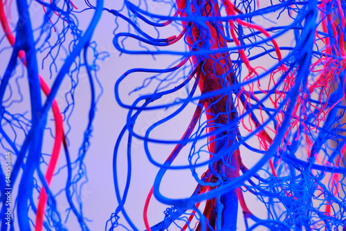Фотография Human heart and circulatory system, showing nervous system and blood vessels