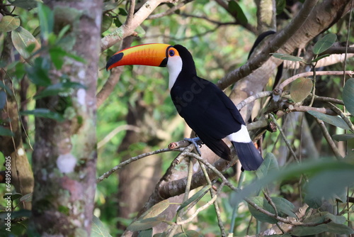 Toucan on tree branch