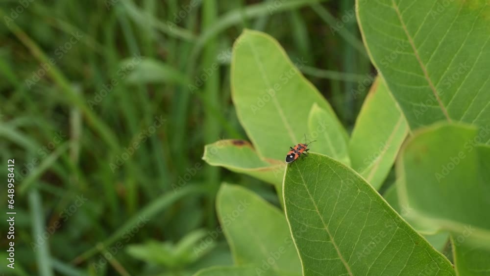 Lonely red and black stink bug sitting in a leaf in summer macro footage Lonely red and black stink bug sitting in a leaf in summer macro footage