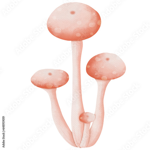 Red mushroom autumn isolated on white background