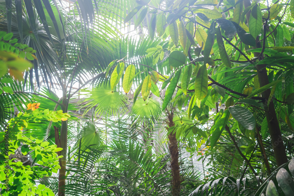 Naklejka premium palms and other tropical trees in large greenhouse