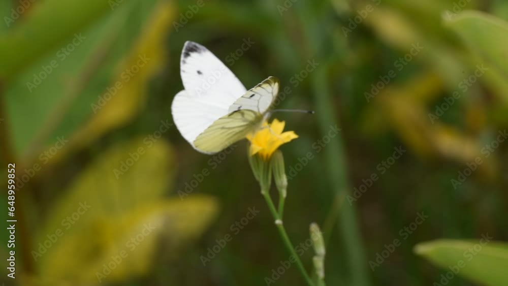 Small white Pieris rapae butterfly collecting pollen in a macro close-up footage Small white Pieris rapae butterfly collecting pollen in a macro close-up footage
