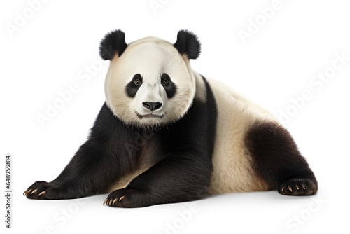 Giant panda isolated on a white background
