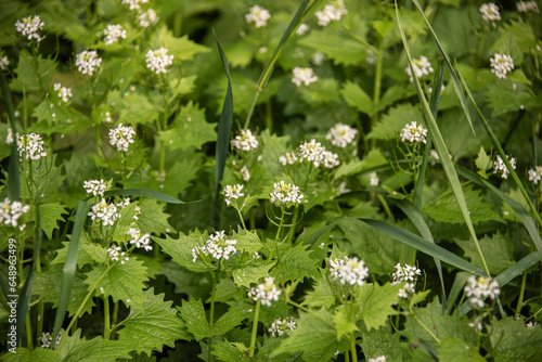 garlic mustard a wildflower with edible leaves