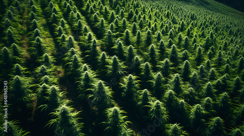 Cannabis plants on big Agriculutral Field - KI generiert photo