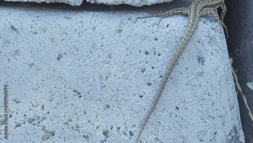 Wall lizard (Podarcis muralis maculiventris) female runs between concrete bricks photo