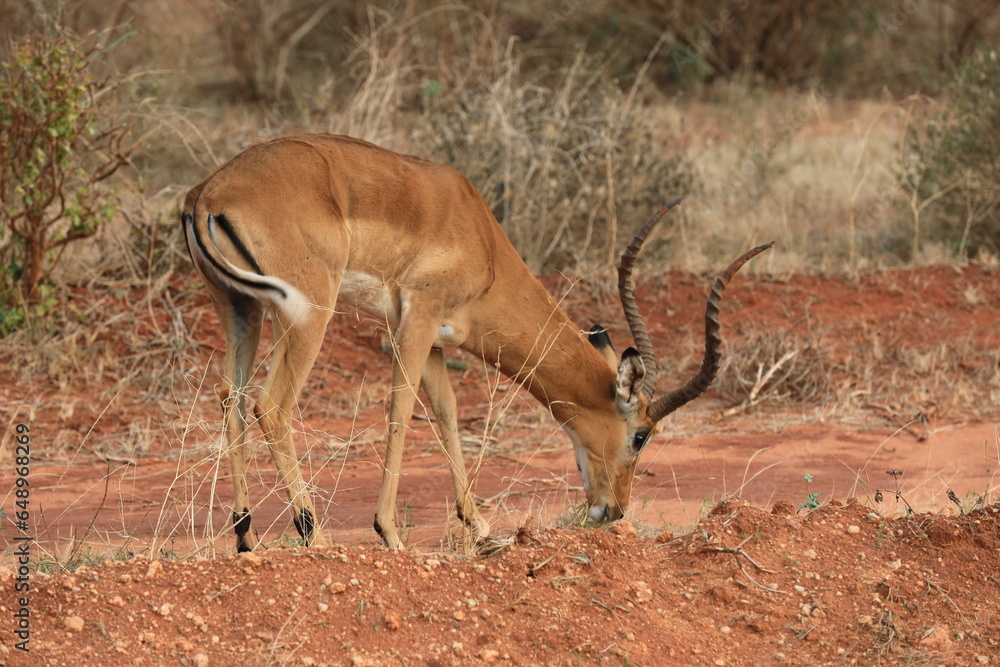 Fototapeta premium Voi and Tsavo national park