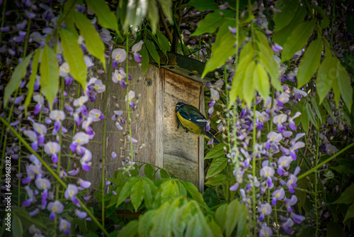 Blue tit entering the nest in birdbox, hidden in bloomist wisteria photo