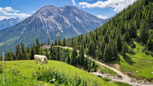 Sheep in the mountains. Landscape from the Alps mountains, Tyrol, Austria. Landscape with stone mountains.: Landscape in the mountains