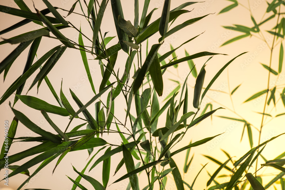 Fototapeta premium bamboo leaves and branches at sunrise