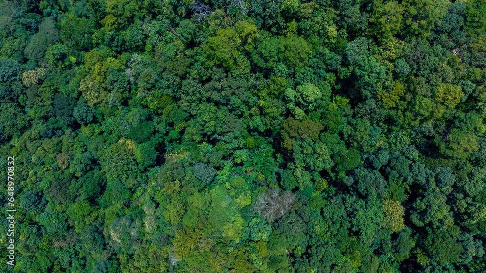 Aerial top view of nature green forest and tree.Forest ecosystem and health concept and background,texture of green forest from above.Nature conservation concept.Natural scenery tropical green forest. Aerial top view of nature green forest and tree.Forest ecosystem and health concept and background,texture of green forest from above.Nature conservation concept.Natural scenery tropical green forest.