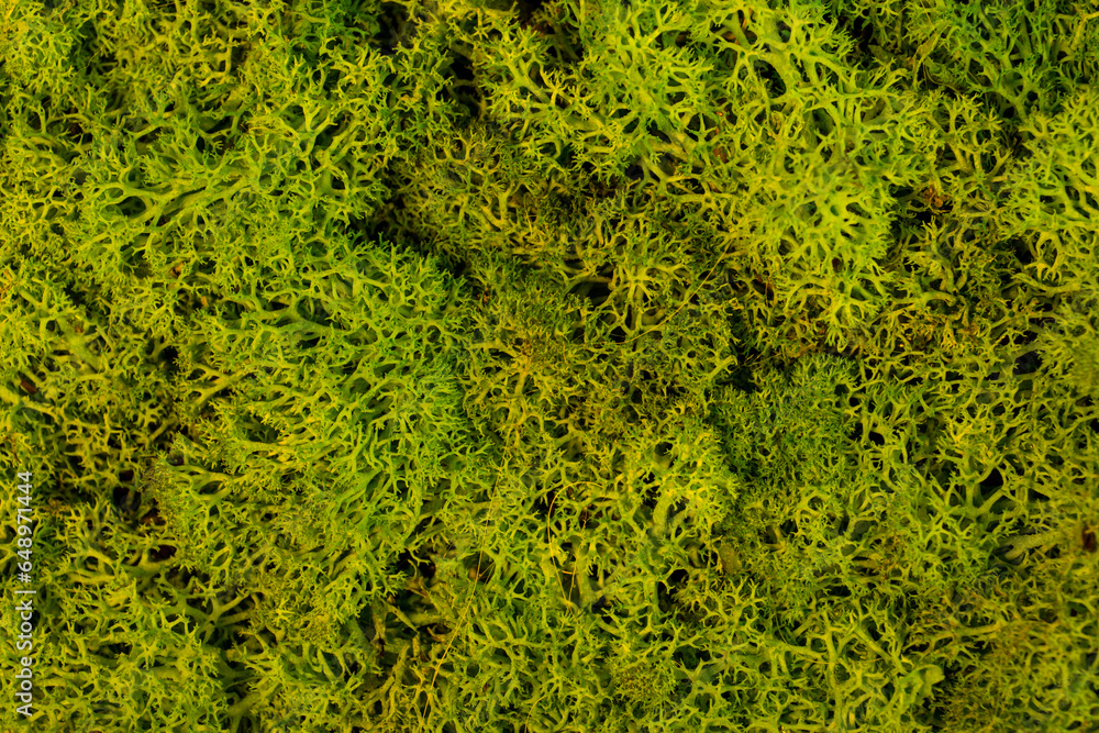 beautiful moss reindeer interior decoration beautiful moss reindeer interior decoration