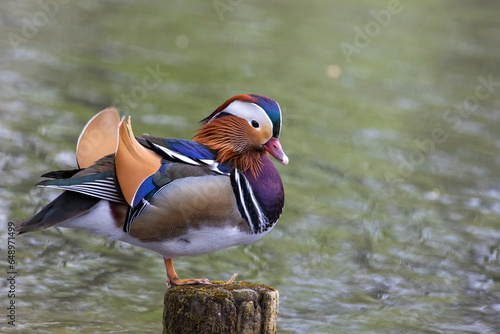 mandarin duck in the water