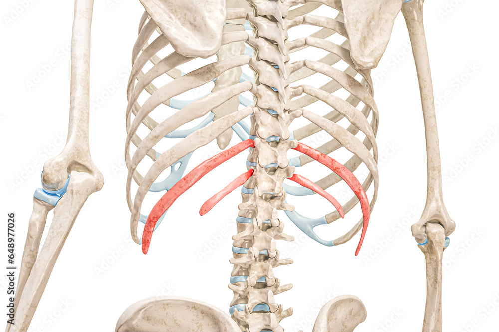 Floating ribs in red color 3D rendering illustration back view isolated